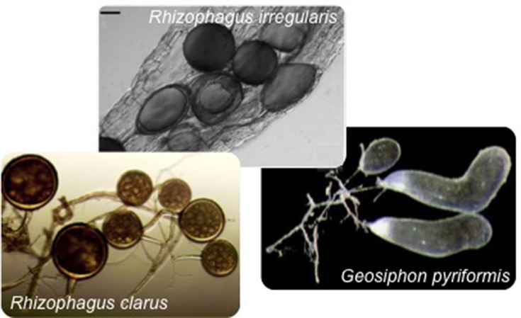 Glomeromycota model organisms